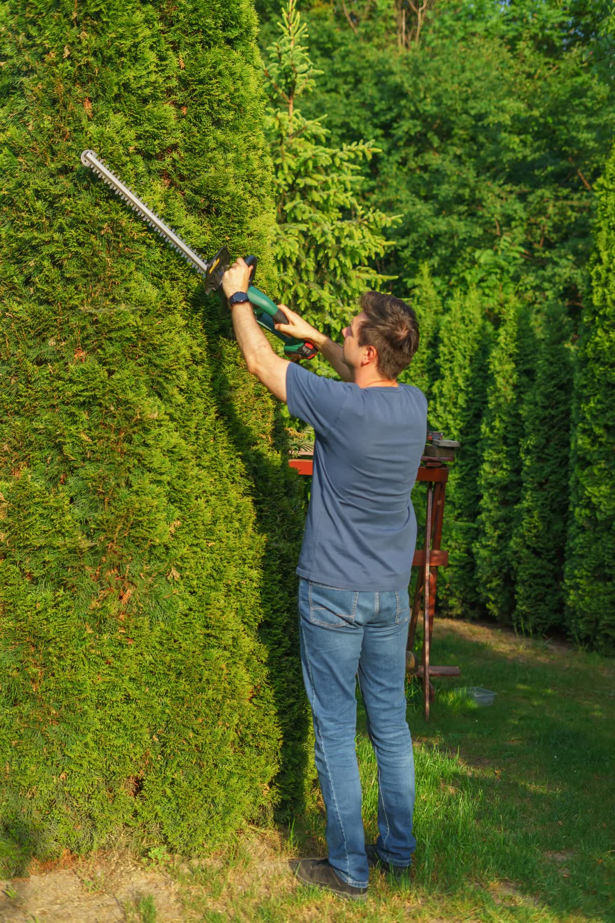 Gardener trimming a tall green hedge with a long-reach trimmer