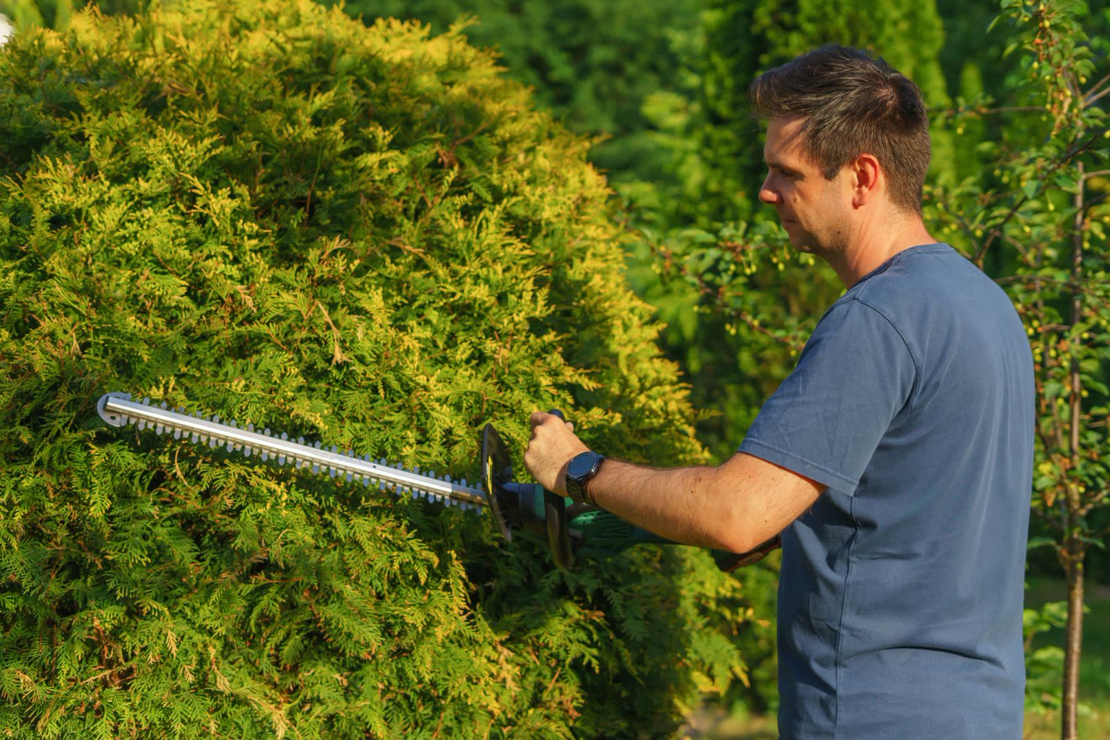 Landscaper trimming a tall evergreen hedge with a hedge trimmer