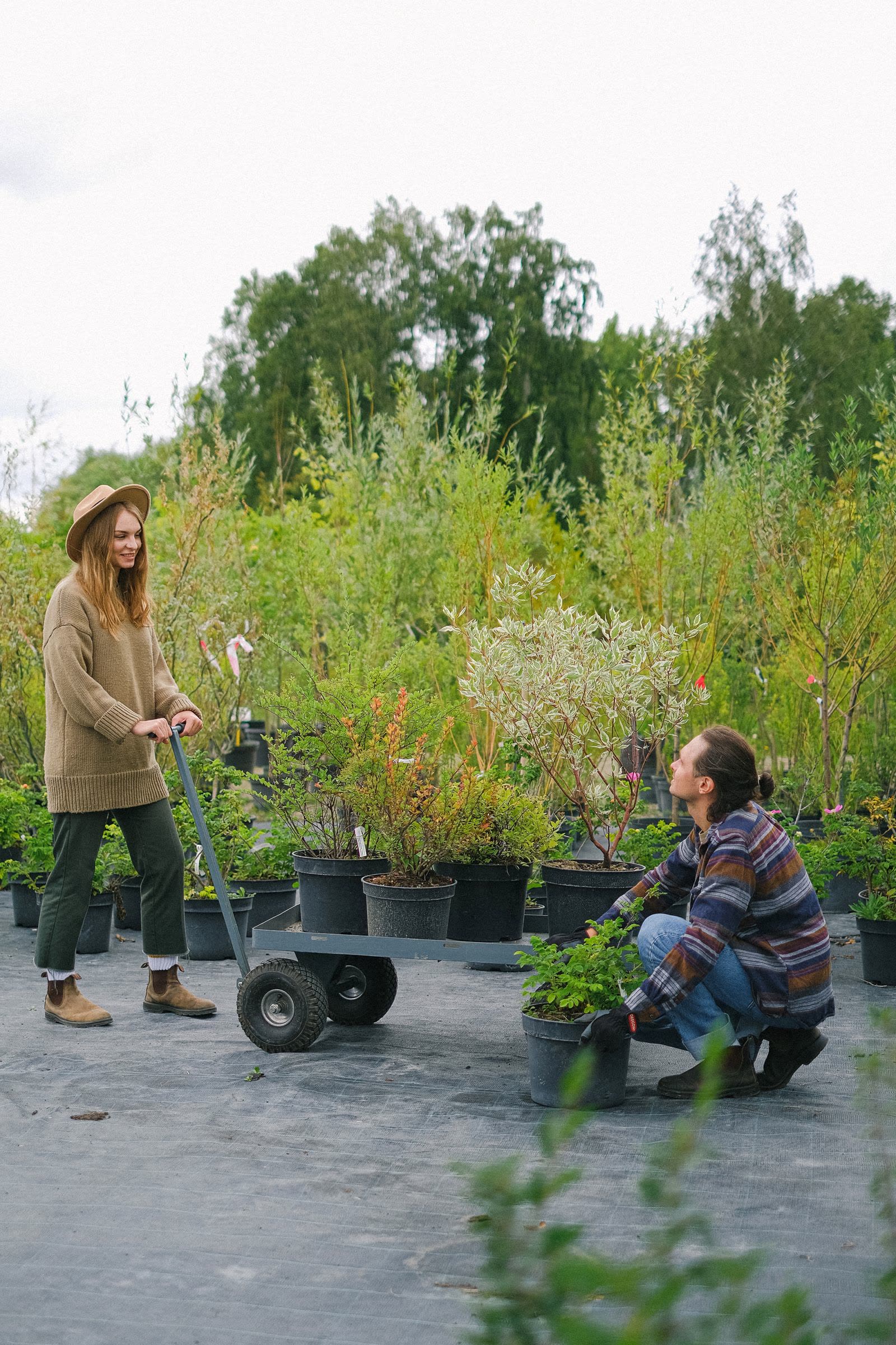 Two gardeners choosing potted shrubs and young trees at a plant nursery